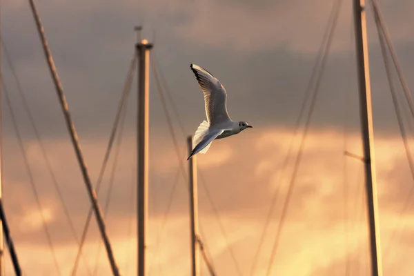 Gaviota vuela sobre el puerto al atardecer entre los mástiles de vela — Foto de Stock