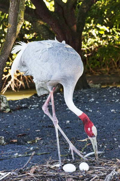 An American bird crane takes care of the two eggs placed in the — Stock Photo, Image