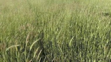 Güneşli bir bahar gününün rüzgarıyla hareket eden yumuşak kulaklar alanı - Yavaş çekim hava görünümü