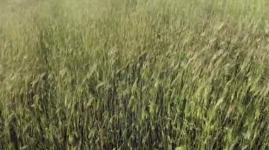 Rüzgarla süpürülen kulakların bir alanı üzerinde yakın çekim havadan görünümü