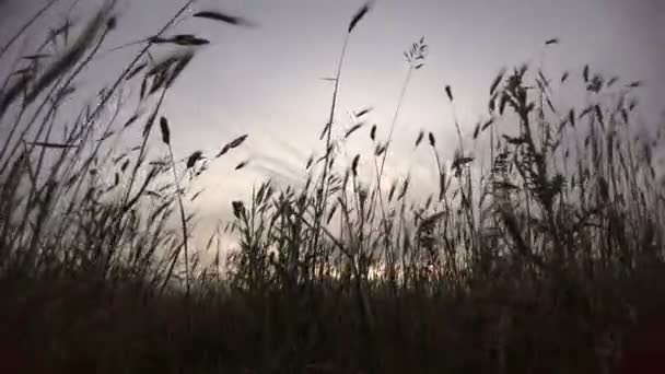 風と共に動く耳のシルエットを持つ未耕栽培のフィールドで日没時に地面から撮影 — ストック動画