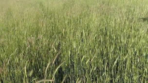 Zachte Oren Veld Bewegen Door Wind Van Een Zonnige Lente — Stockvideo