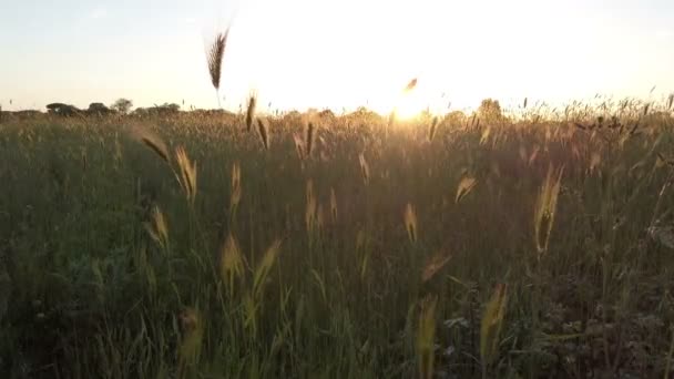 落ち着いた雰囲気の中 夏のそよ風にかき立てられた耳から見た夕日 — ストック動画