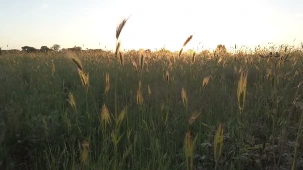 風に打たれた耳の広がりの間の草原の夕日 — ストック動画