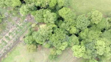 Drone güzel üst görünümü büyük ağaçlar ve yeşil çayır yaprakları ile kırsal yeşil üzerinde uçar