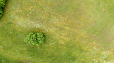 Yeşil ekili alanlar ve meyve ağaçları ile kırsal üzerinde drone awesome üst görünümü