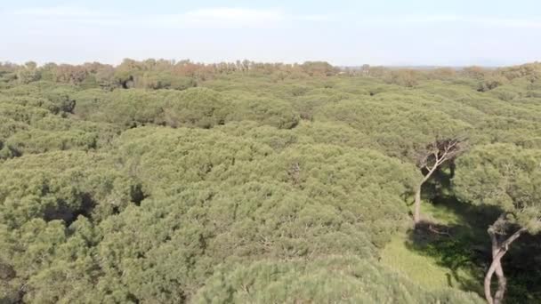 Vista Aérea Emocionante Sobre Floresta Pinheiros Pedra Com Uma Atmosfera — Vídeo de Stock