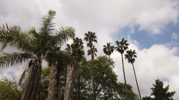 Verschillende Soorten Tropische Palmen Geschud Door Wind Een Zomerdag — Stockvideo