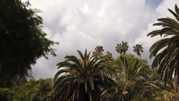 Una Mirada Hermoso Variado Bosque Palmeras — Vídeos de Stock