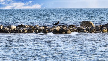Kayaların üzerinde denizde bir karabatak güneş banyosunun tadını çıkarıyor.