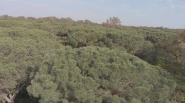 Yerli çam harika Akdeniz scrub yukarıda Drone havadan görünümü