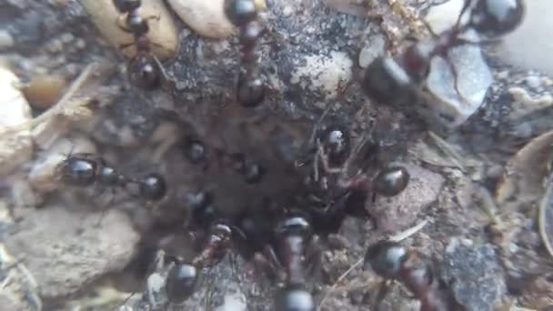 动物宏观荒野镜头 蚂蚁在城市沥青中筑巢的力量 有的在巢内携带物品 有的则进行垃圾处理 — 图库视频影像