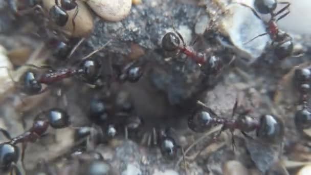 Animal Macro Wilderness Footage Power Teamwork Ants Building Nest City — Stock Video