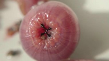 Annelid Glycera dibranchiata başkanı makro görüntüleri de Amerikan solucanı veya kan solucanı olarak adlandırılan, genellikle surfcasting balıkçılık genellikle çekici yem gibi balıkçılar tarafından kullanılan