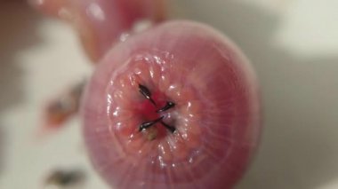 Annelid Glycera dibranchiata başkanı makro görüntüleri de Amerikan solucanı veya kan solucanı olarak adlandırılan, genellikle surfcasting balıkçılık genellikle çekici yem gibi balıkçılar tarafından kullanılan