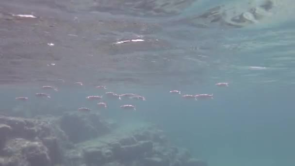 Tauchen Seichten Riffgewässern Meeräschenschwärme Und Murmeln Umschwirren Ihn Diesem Unterwasserclip — Stockvideo