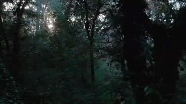 Vista Panorámica Explorando Bosque Salvaje Maleza Atardecer Con Los Rayos — Vídeo de stock