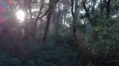 Meraklı ormanlar ve dallar güneş ışınları tarafından fantastik bir atmosferle çarpılıyor.