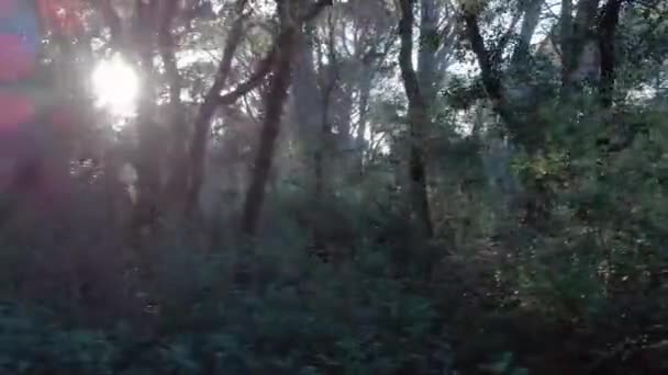 Impresionante Bosque Intrigado Ramas Golpeadas Por Los Rayos Del Sol — Vídeo de stock