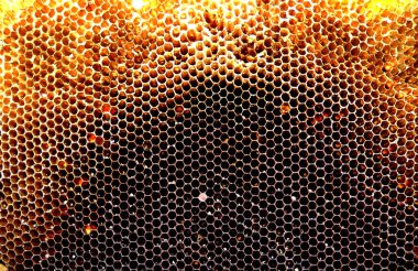 Arka plan altıgen doku, balmumu petek arı kovanı üzerinden altın bal ile dolu. Makro fotoğrafçılık balmumu, arı kovanı gelen sarı tatlı ballar oluşan petek. Arılar peteğin tatlım nektarı