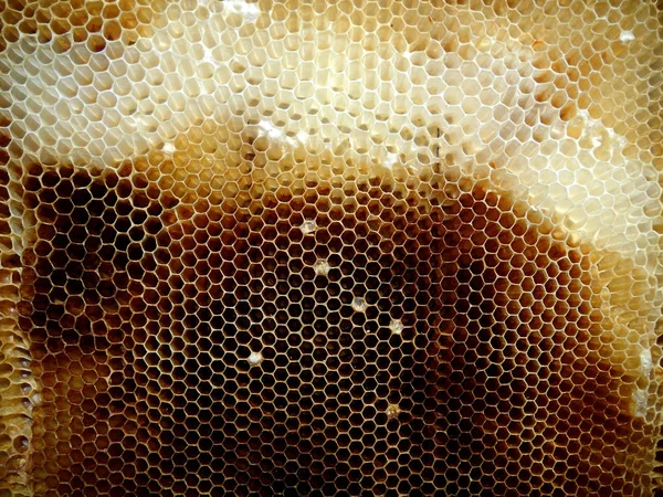 背景六角形テクスチャ ミツバチの巣箱からワックス ハニカムは 黄金の蜂蜜でいっぱい 蜂の巣から黄色の甘い蜂蜜 蜜蝋から成るマクロ撮影をハニカムします 蜂蜂の巣の蜜蜜 — ストック写真