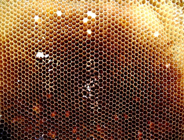 Textura Pozadí Šestiúhelník Voskový Plást Medu Včelí Plný Zlatého Medu — Stock fotografie