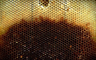 Arka plan altıgen doku, balmumu petek arı kovanı üzerinden altın bal ile dolu. Makro fotoğrafçılık balmumu, arı kovanı gelen sarı tatlı ballar oluşan petek. Arılar peteğin tatlım nektarı