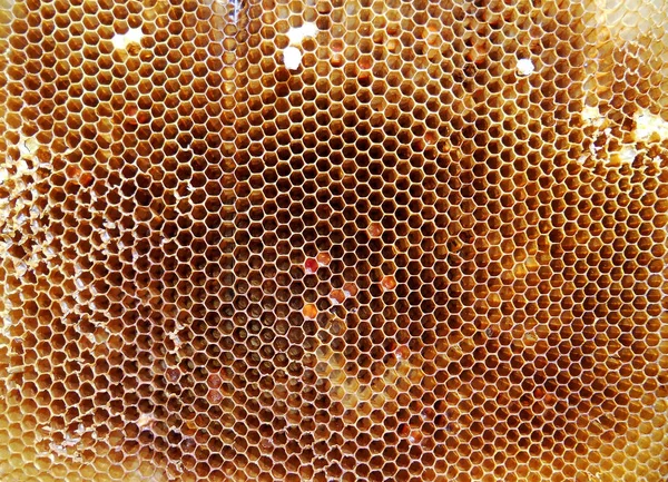 Textura Hexágono Fondo Panal Cera Una Colmena Abejas Llena Miel — Foto de Stock