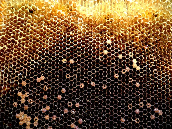 Textura Pozadí Šestiúhelník Voskový Plást Medu Včelí Plný Zlatého Medu — Stock fotografie