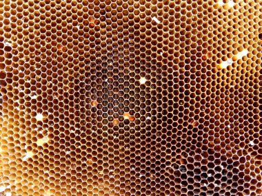 Arka plan altıgen doku, balmumu petek arı kovanı üzerinden altın bal ile dolu. Makro fotoğrafçılık balmumu, arı kovanı gelen sarı tatlı ballar oluşan petek. Arılar peteğin tatlım nektarı