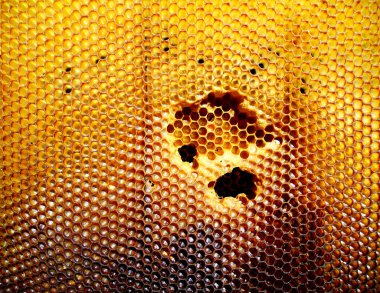 Arka plan altıgen doku, balmumu petek arı kovanı üzerinden altın bal ile dolu. Makro fotoğrafçılık balmumu, arı kovanı gelen sarı tatlı ballar oluşan petek. Arılar peteğin tatlım nektarı