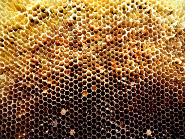 Arka plan altıgen doku, balmumu petek arı kovanı üzerinden altın bal ile dolu. Makro fotoğrafçılık balmumu, arı kovanı gelen sarı tatlı ballar oluşan petek. Arılar peteğin tatlım nektarı