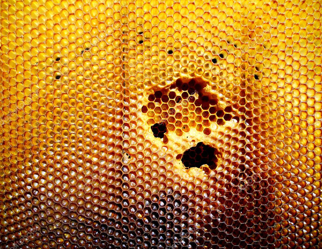 Background hexagon texture, wax honeycomb from a bee hive filled with golden honey. Honeycomb macro photography consisting of beeswax, yellow sweet honeys from beehive. Honey nectar of bees honeycombs