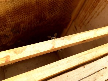 Arka plan altıgen doku, balmumu petek arı kovanı üzerinden altın bal ile dolu. Makro fotoğrafçılık balmumu, arı kovanı gelen sarı tatlı ballar oluşan petek. Arılar peteğin tatlım nektarı