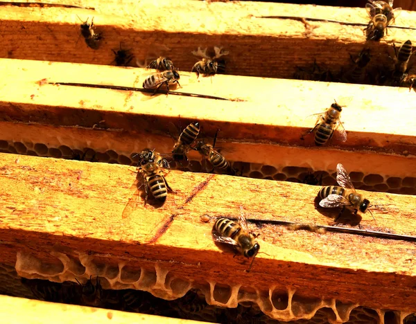 Hintergrund Sechseck Textur Wachswaben Aus Einem Bienenstock Mit Goldenem Honig — Stockfoto