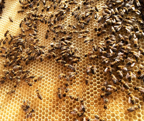 Textura Hexágono Fondo Panal Cera Una Colmena Abejas Llena Miel — Foto de Stock