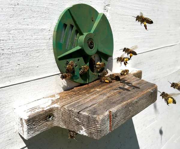 Foto Toont Bijenkorf Wax Honingraat Van Een Bee Hive Gevuld — Stockfoto