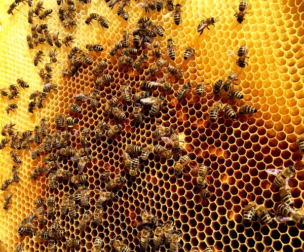 Textura Hexágono Fondo Panal Cera Una Colmena Abejas Llena Miel —  Fotos de Stock