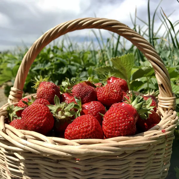 Photo Shows Whole Ripe Berry Red Strawberry Green Stem Leaf — Stock Photo, Image