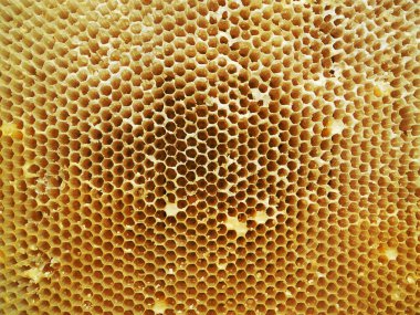 Arka plan altıgen doku, balmumu petek arı kovanı üzerinden altın bal ile dolu. Makro fotoğrafçılık balmumu, arı kovanı gelen sarı tatlı ballar oluşan petek. Arılar peteğin tatlım nektarı