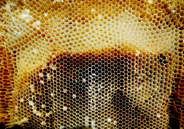 Фоновая Шестиугольная Текстура Восковые Соты Пчелиного Улья Наполненные Золотым Медом — стоковое фото