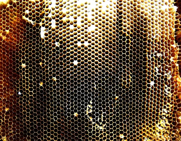 背景六角纹理 蜡蜂窝从一个蜂蜂巢充满金色蜂蜜 蜂窝状宏观摄影 由蜂巢中的蜂蜡 黄色甜蜂蜜组成 蜜蜂蜂蜜花蜜蜂窝 — 图库照片
