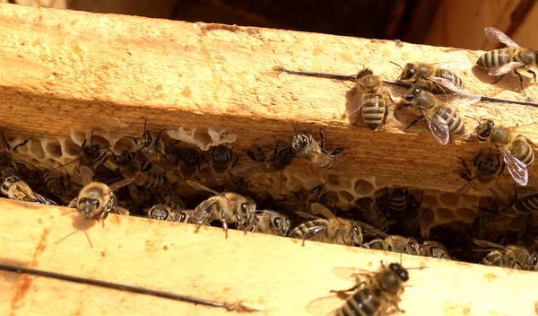 Hintergrund Sechseck Textur Wachswaben Aus Einem Bienenstock Mit Goldenem Honig — Stockfoto