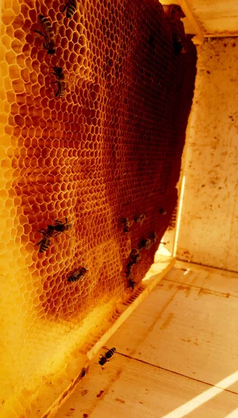 Zeshoek Achtergrondstructuur Wax Honingraat Van Een Bee Hive Gevuld Met — Stockfoto