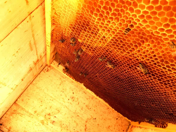 背景六角形テクスチャ ミツバチの巣箱からワックス ハニカムは 黄金の蜂蜜でいっぱい 蜂の巣から黄色の甘い蜂蜜 蜜蝋から成るマクロ撮影をハニカムします 蜂蜂の巣の蜜蜜 — ストック写真