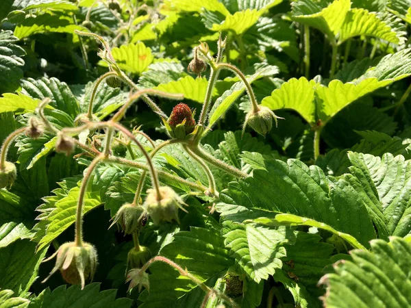 Photo Montre Une Fraise Rouge Mûre Entière Une Feuille Tige — Photo