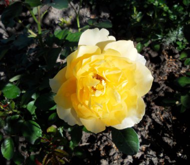 Yeşil yaprakları ile sıradışı aroma buket flora gül çiçek çiçek açan renkli fotoğraf gösterileri. Çiçek pistil, ercik yeşil çimenlerin üzerinde oluşan gül deseni. Botanik çiçek demet gül çiçek.