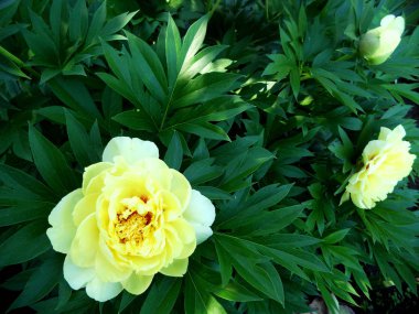 Çiçek şakayık yaprakları, sıradışı aroma buket flora ile çiçeklenme renkli fotoğraf gösterileri. Çiçek şakayık deseni pistil, ercik yeşil çimenlerin üzerinde oluşan. Botanik çiçek grup peonies çıtır.