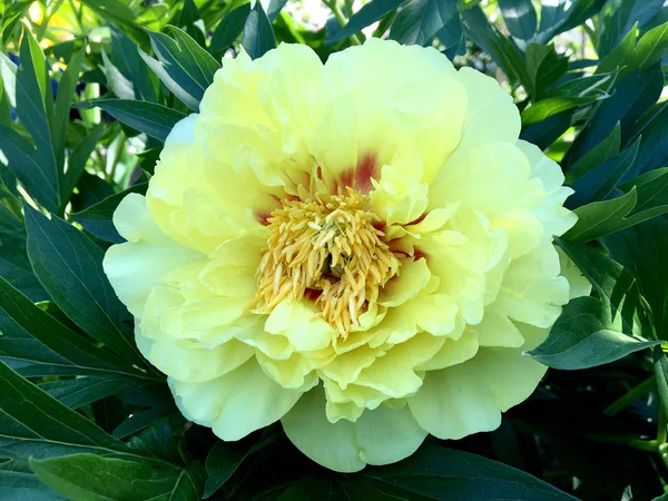 Çiçek şakayık yaprakları, sıradışı aroma buket flora ile çiçeklenme renkli fotoğraf gösterileri. Çiçek şakayık deseni pistil, ercik yeşil çimenlerin üzerinde oluşan. Botanik çiçek grup peonies çıtır.