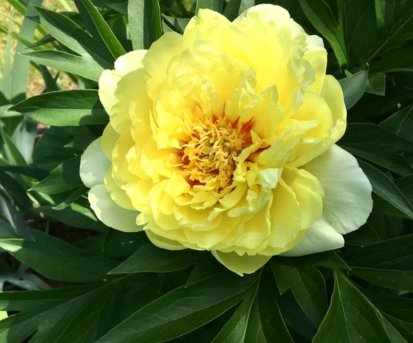 Çiçek şakayık yaprakları, sıradışı aroma buket flora ile çiçeklenme renkli fotoğraf gösterileri. Çiçek şakayık deseni pistil, ercik yeşil çimenlerin üzerinde oluşan. Botanik çiçek grup peonies çıtır.